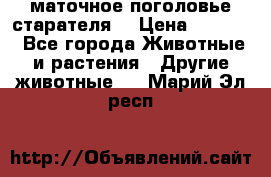 маточное поголовье старателя  › Цена ­ 2 300 - Все города Животные и растения » Другие животные   . Марий Эл респ.